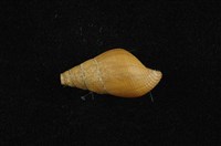 藏品(川蜷)的圖片